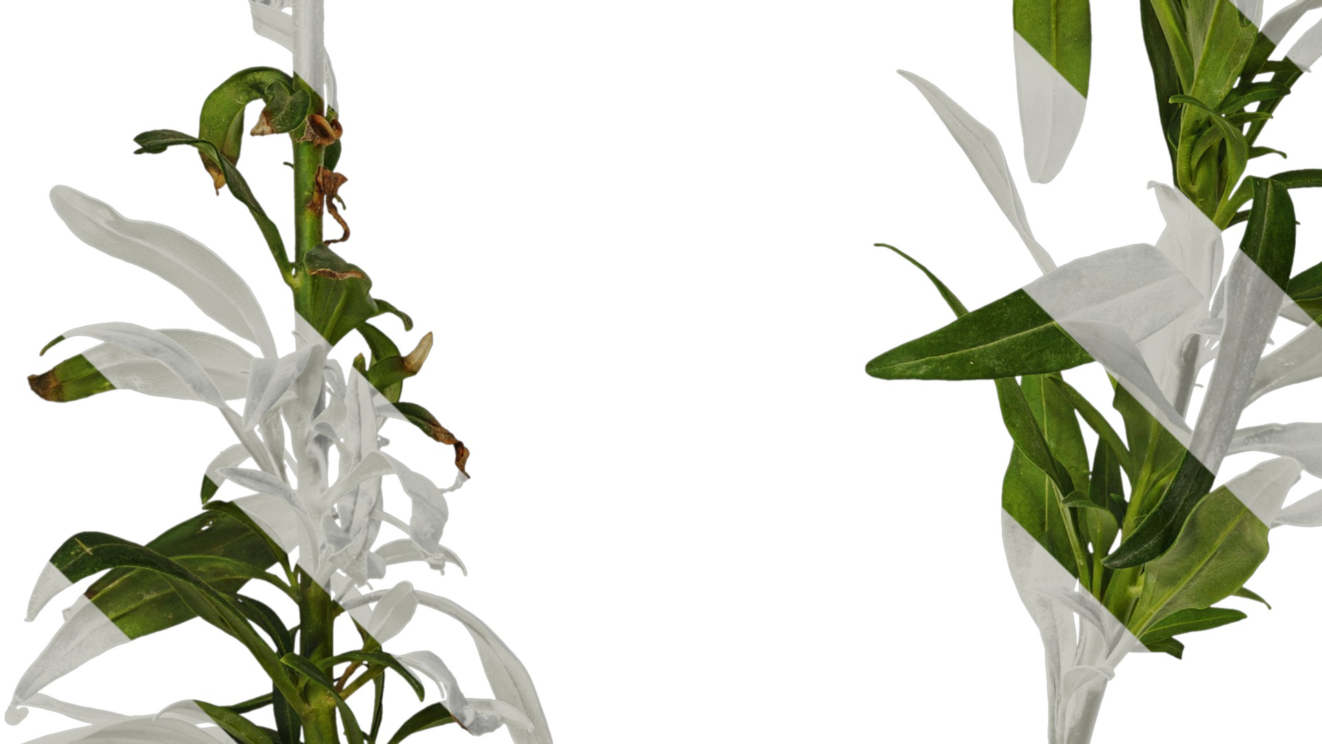 Anydrafts Antirrhinum majus Atlas 04 Texture_5