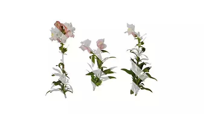 Anydrafts Antirrhinum majus Atlas 04