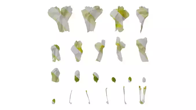 Anydrafts Antirrhinum majus Flower 09