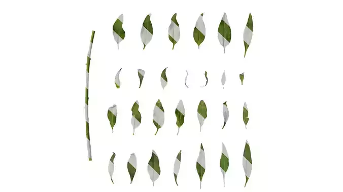 Anydrafts Antirrhinum majus Leaf 02