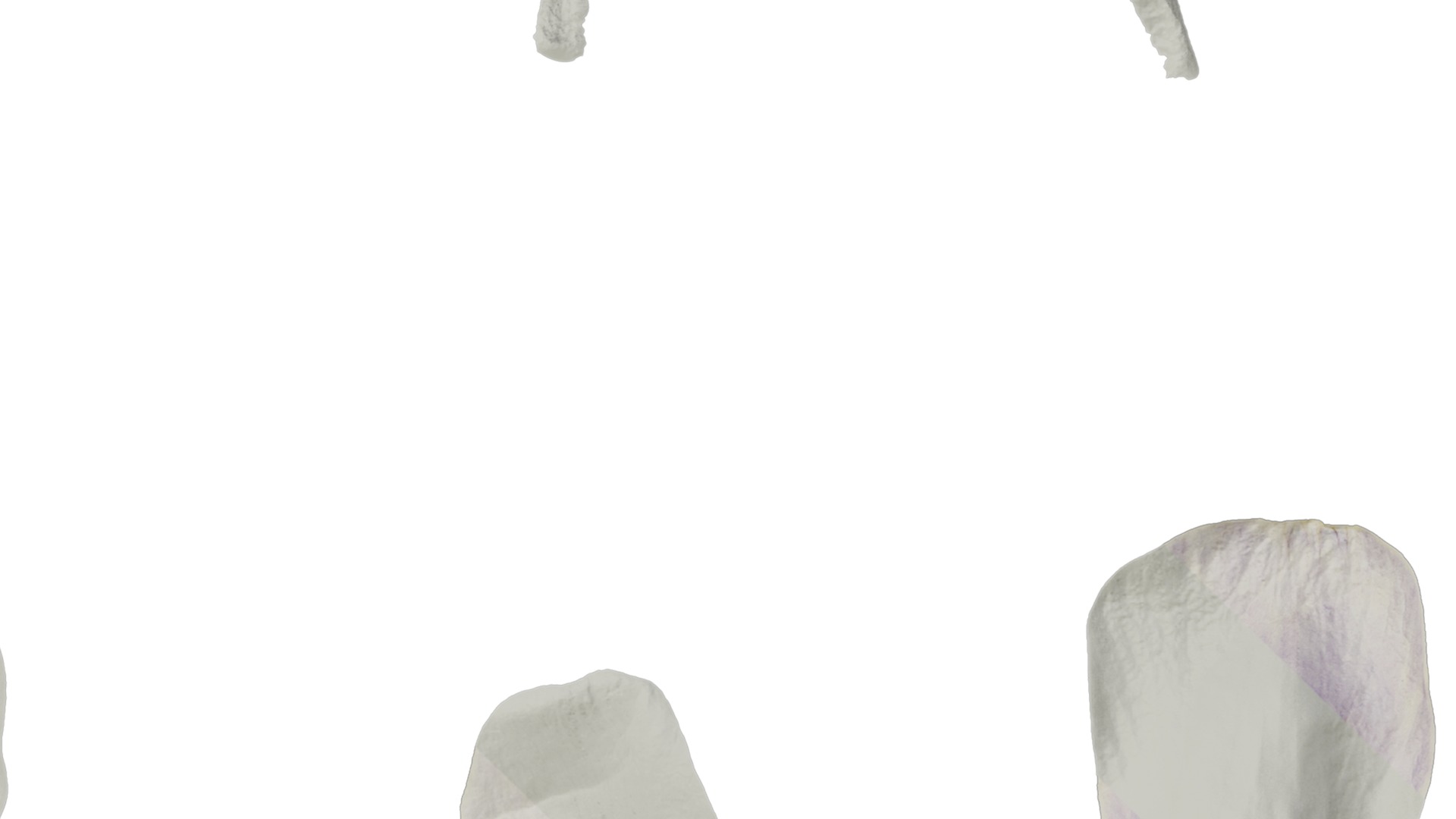 Anydrafts Aquilegia glandulosa Flower 05 Texture_4