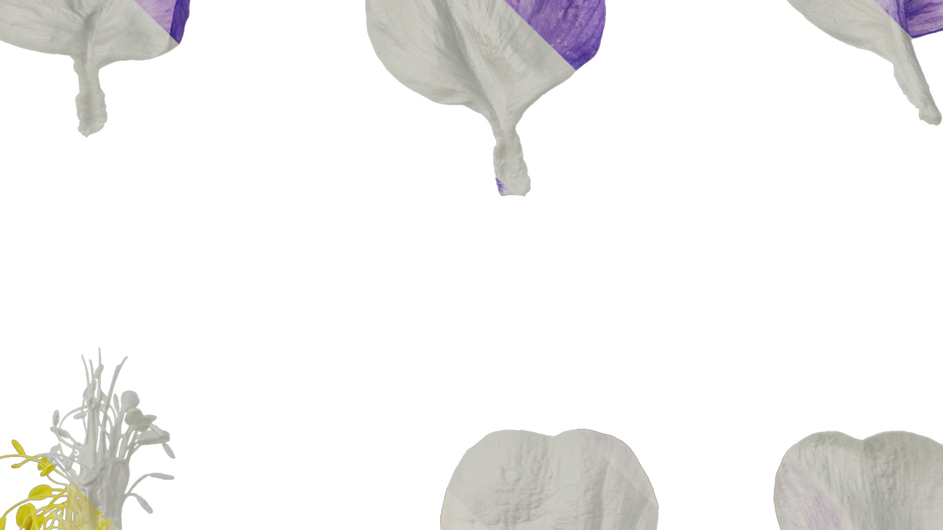 Anydrafts Aquilegia glandulosa Flower 05 Texture_3