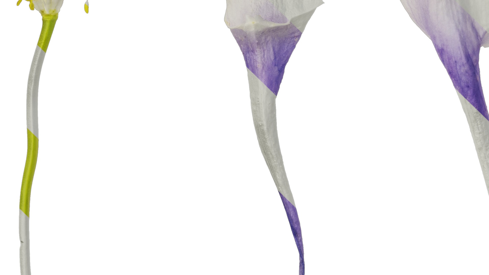 Anydrafts Aquilegia glandulosa Flower 05 Texture_5