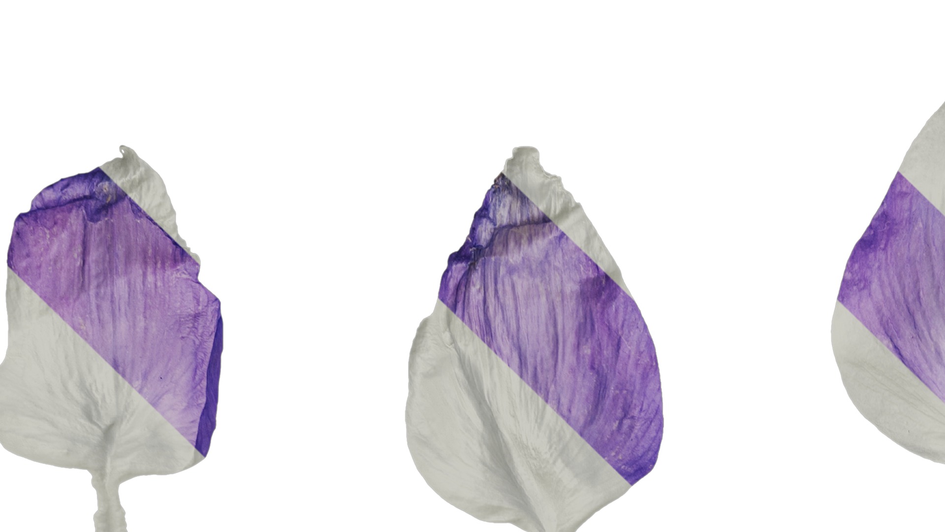 Anydrafts Aquilegia glandulosa Flower 05 Texture_1