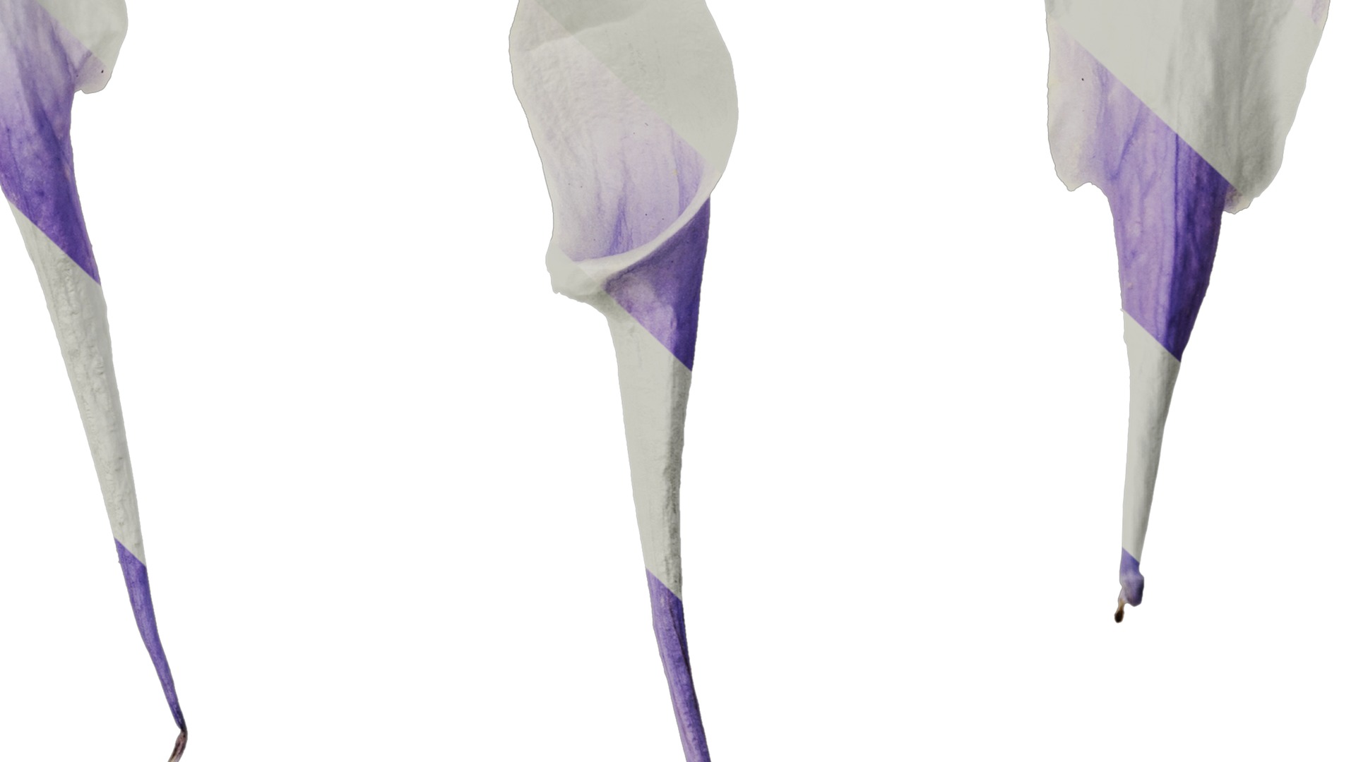 Anydrafts Aquilegia glandulosa Flower 05 Texture_6