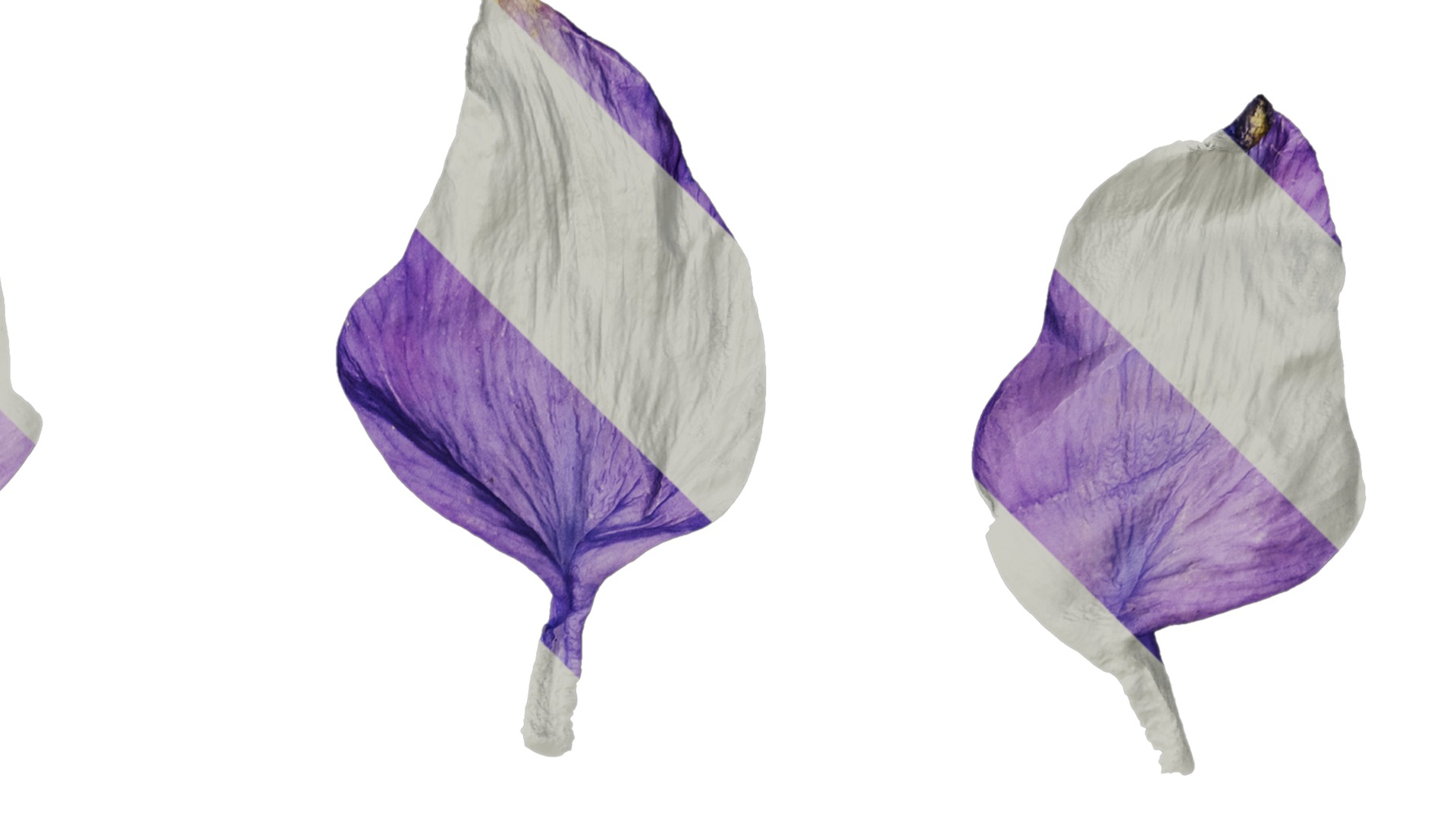 Anydrafts Aquilegia glandulosa Flower 05 Texture_2