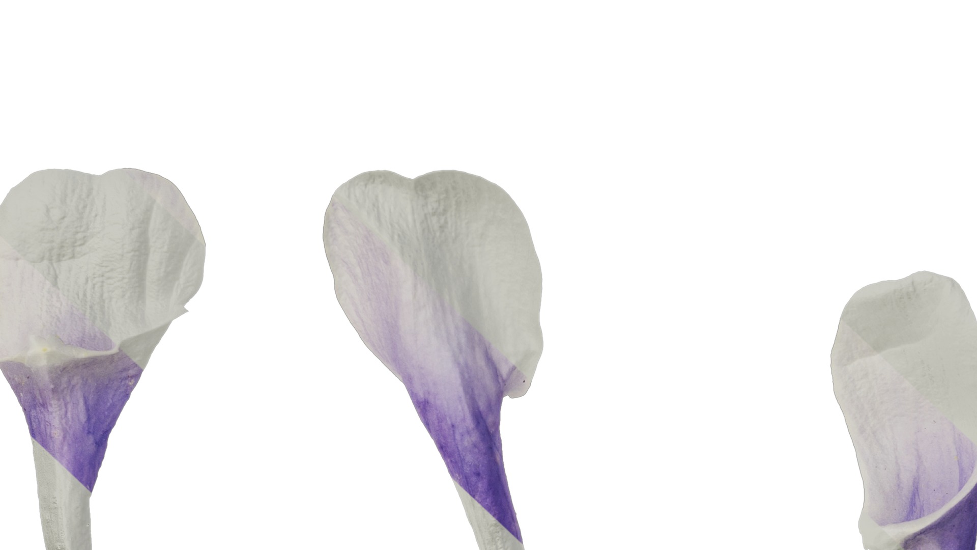 Anydrafts Aquilegia glandulosa Flower 05 Texture_7