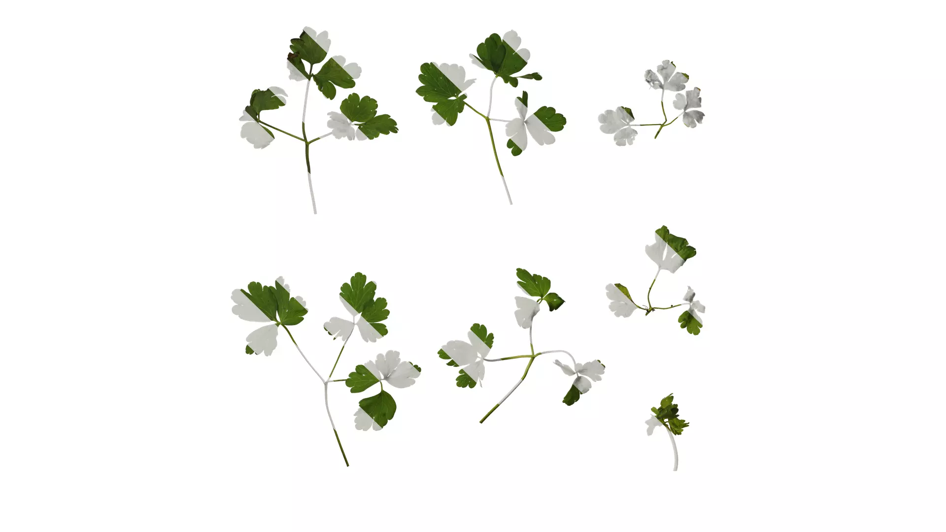 Anydrafts Aquilegia glandulosa Leaf 03 Texture_0