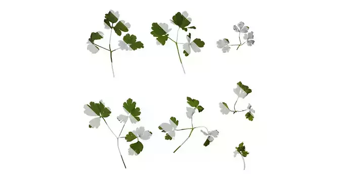 Anydrafts Aquilegia glandulosa Leaf 03