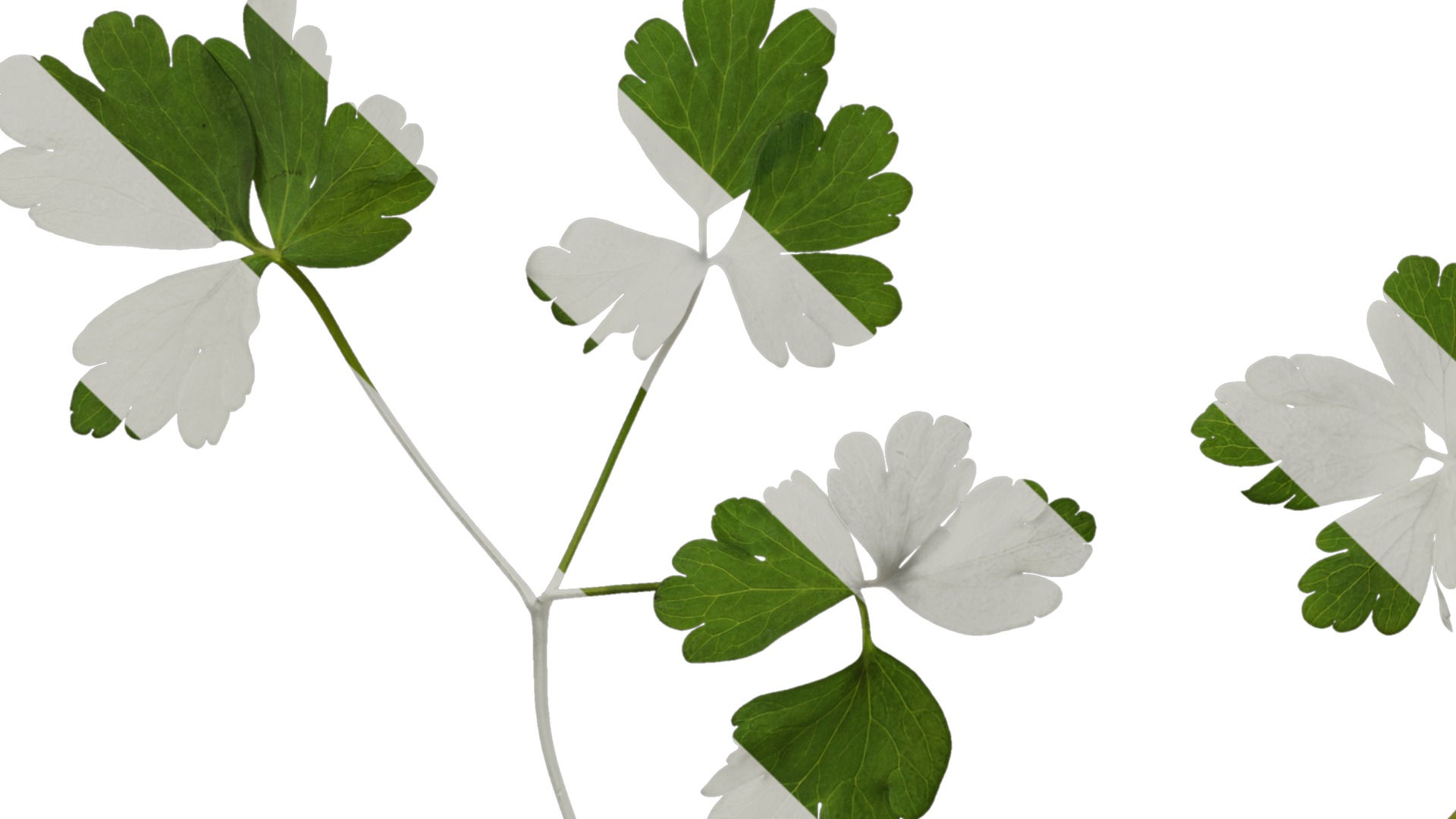 Anydrafts Aquilegia glandulosa Leaf 03 Texture_5