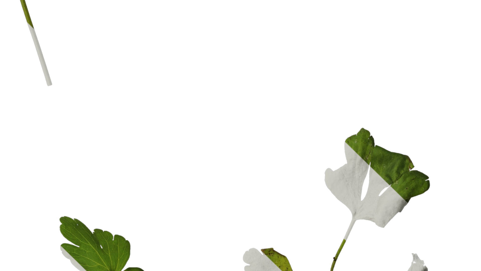 Anydrafts Aquilegia glandulosa Leaf 03 Texture_4