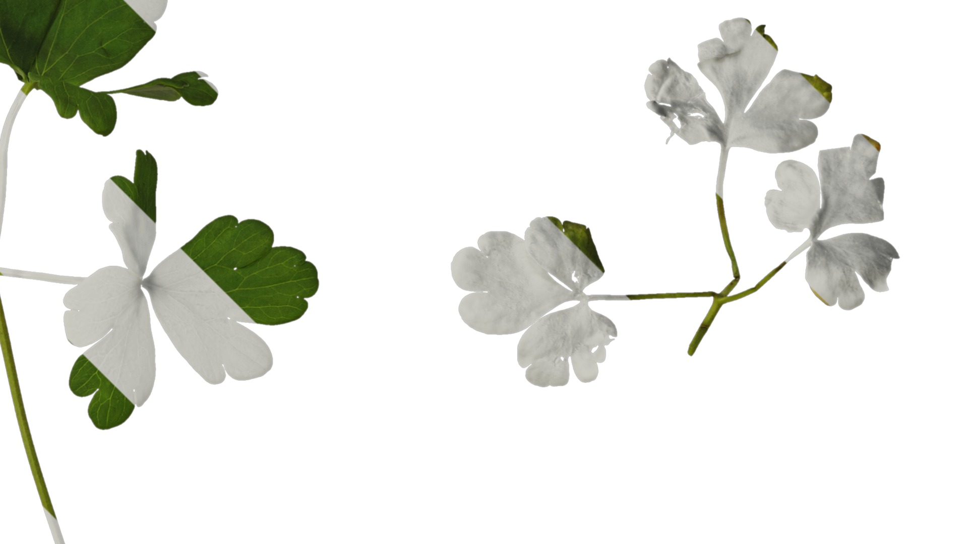 Anydrafts Aquilegia glandulosa Leaf 03 Texture_2