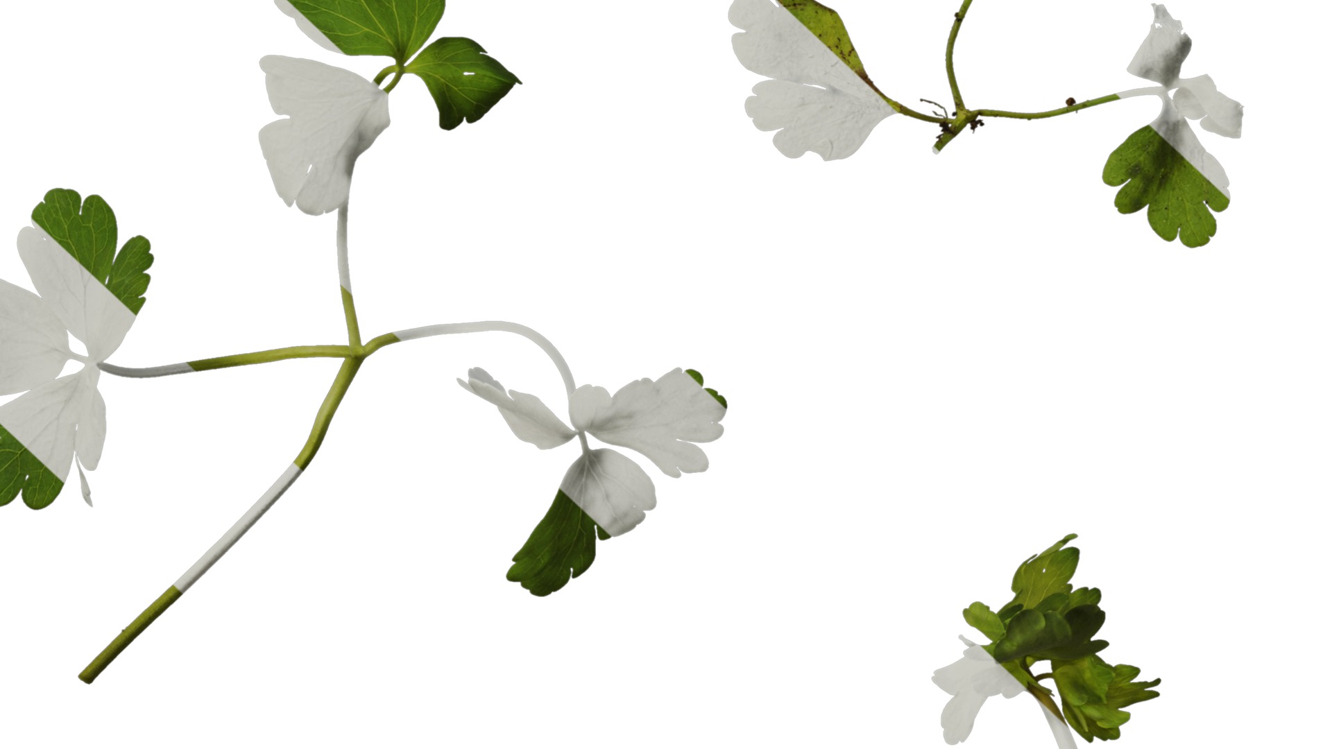 Anydrafts Aquilegia glandulosa Leaf 03 Texture_6