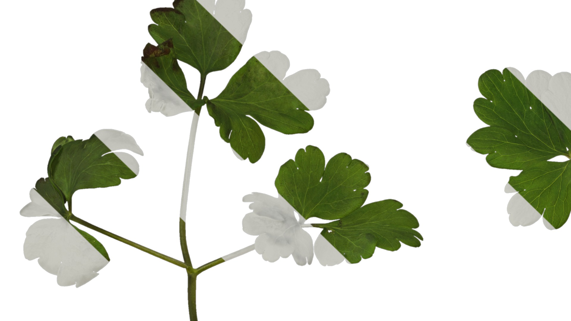 Anydrafts Aquilegia glandulosa Leaf 03 Texture_1