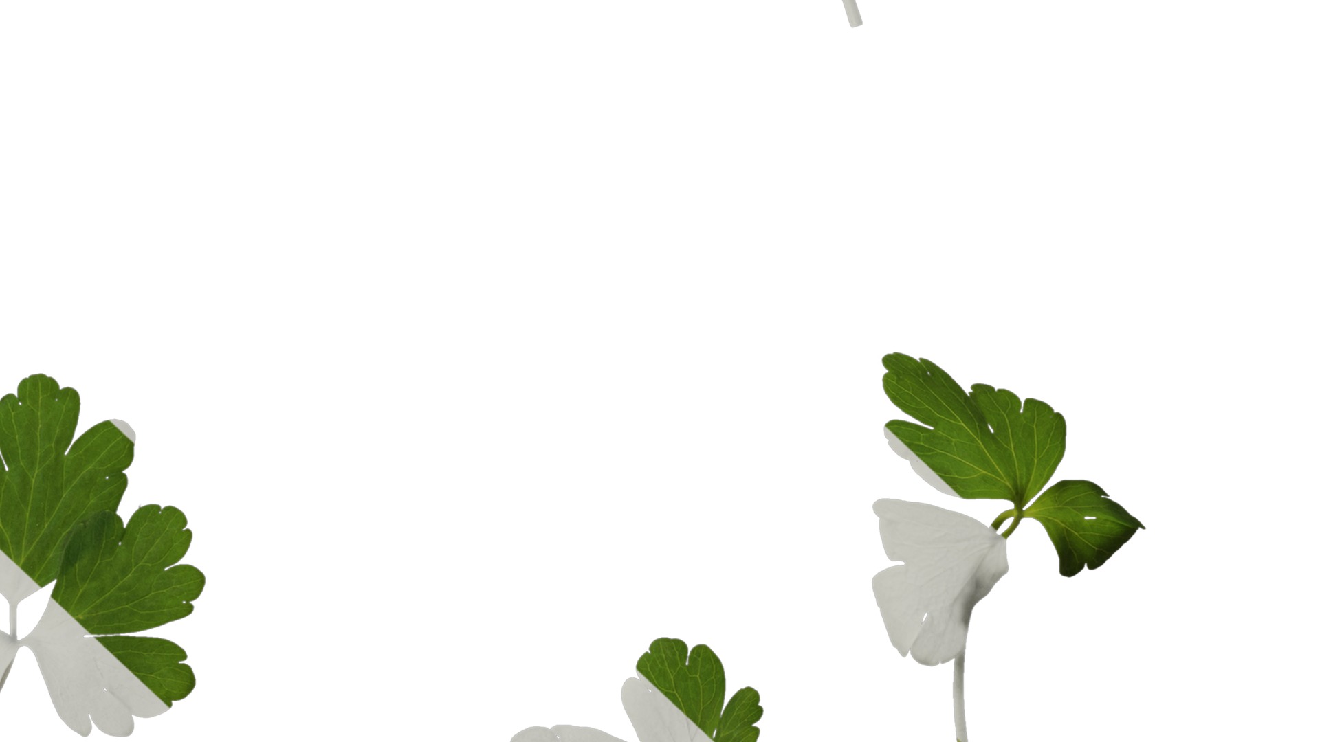 Anydrafts Aquilegia glandulosa Leaf 03 Texture_7