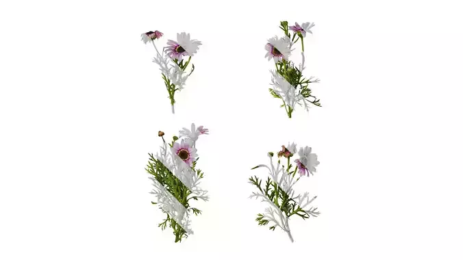 Anydrafts Argyranthemum frutescens Atlas 08