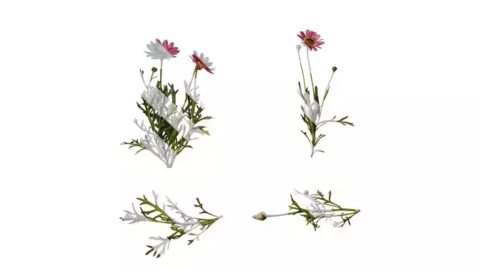 Anydrafts Argyranthemum frutescens Atlas 09