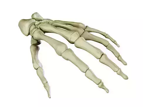 Hand Skeleton 3D model