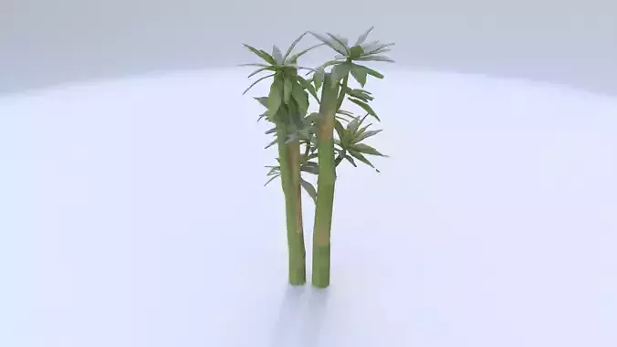 Bamboo