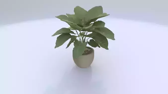 Potted Fiddle Leaf Fig