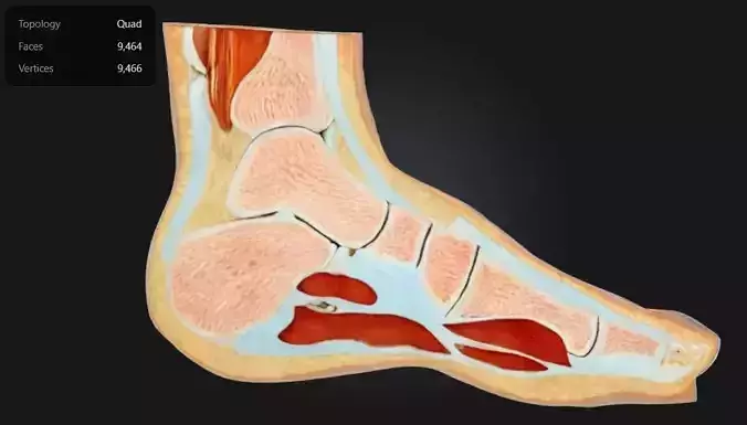 Anatomy Feet Cross Section Model 3D print model