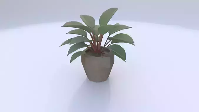 Potted Rubber Plant