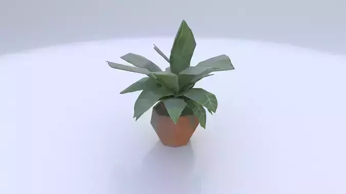 Potted Spider Plant
