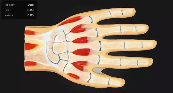 Anatomy Hand Cross Section Model 3D print model