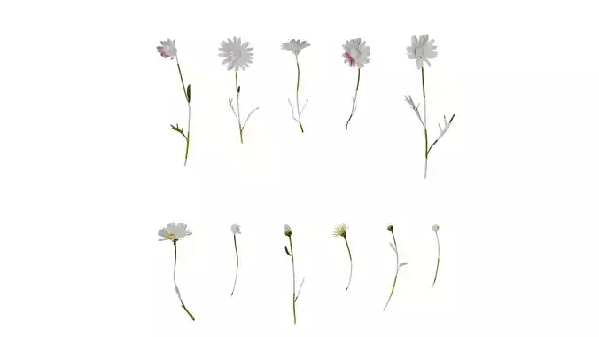 Anydrafts Argyranthemum frutescens Atlas 11