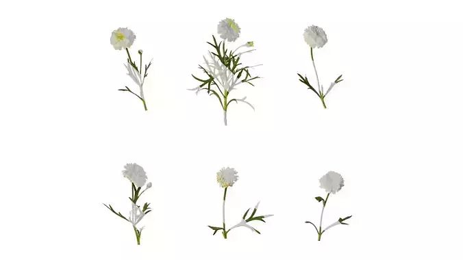 Anydrafts Argyranthemum frutescens Atlas 12