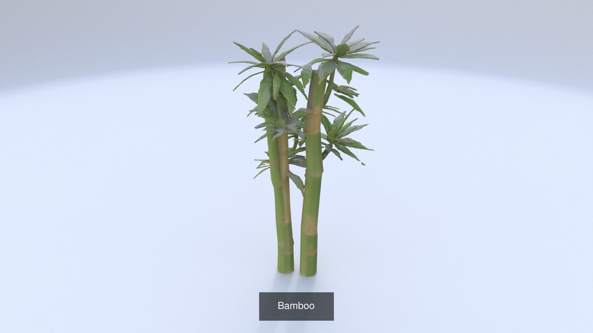 6 3D models of stylised Plant collection _1