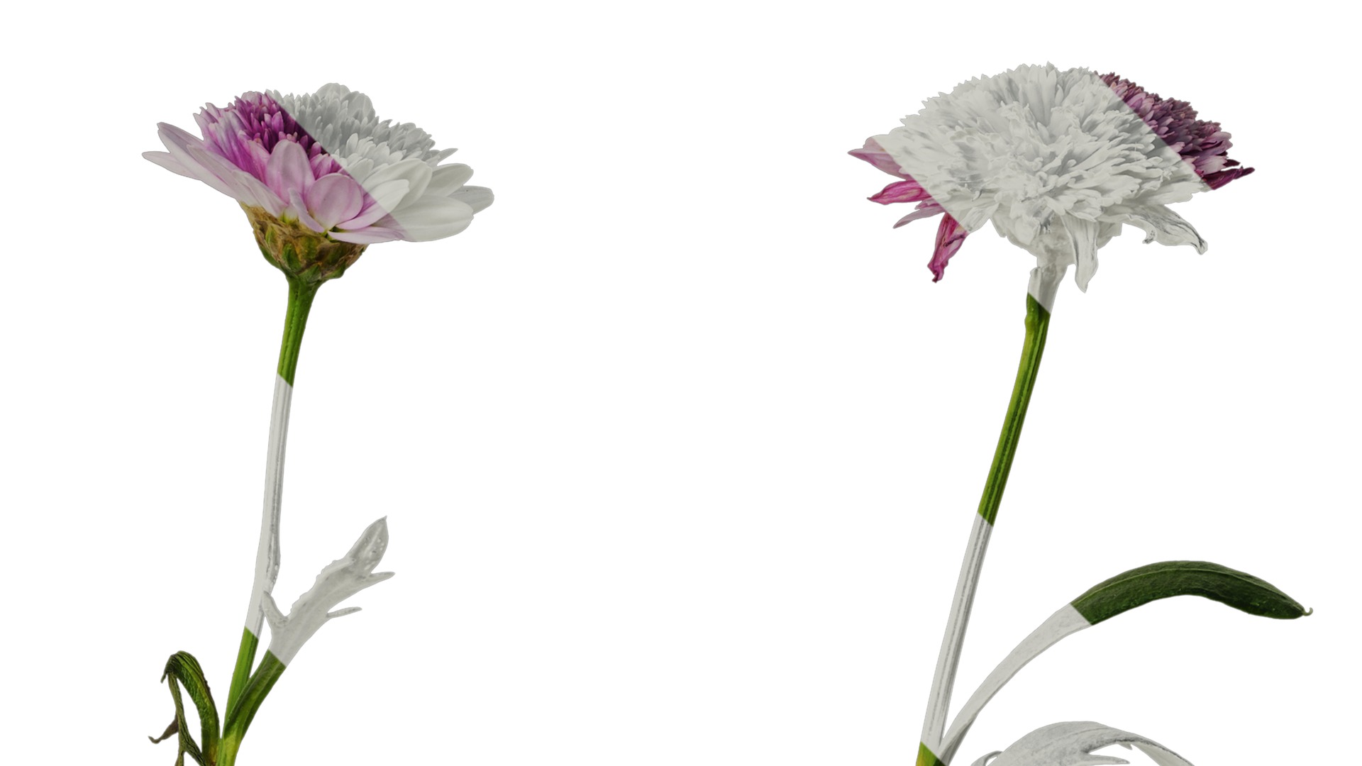 Anydrafts Argyranthemum frutescens Atlas 13 Texture_2