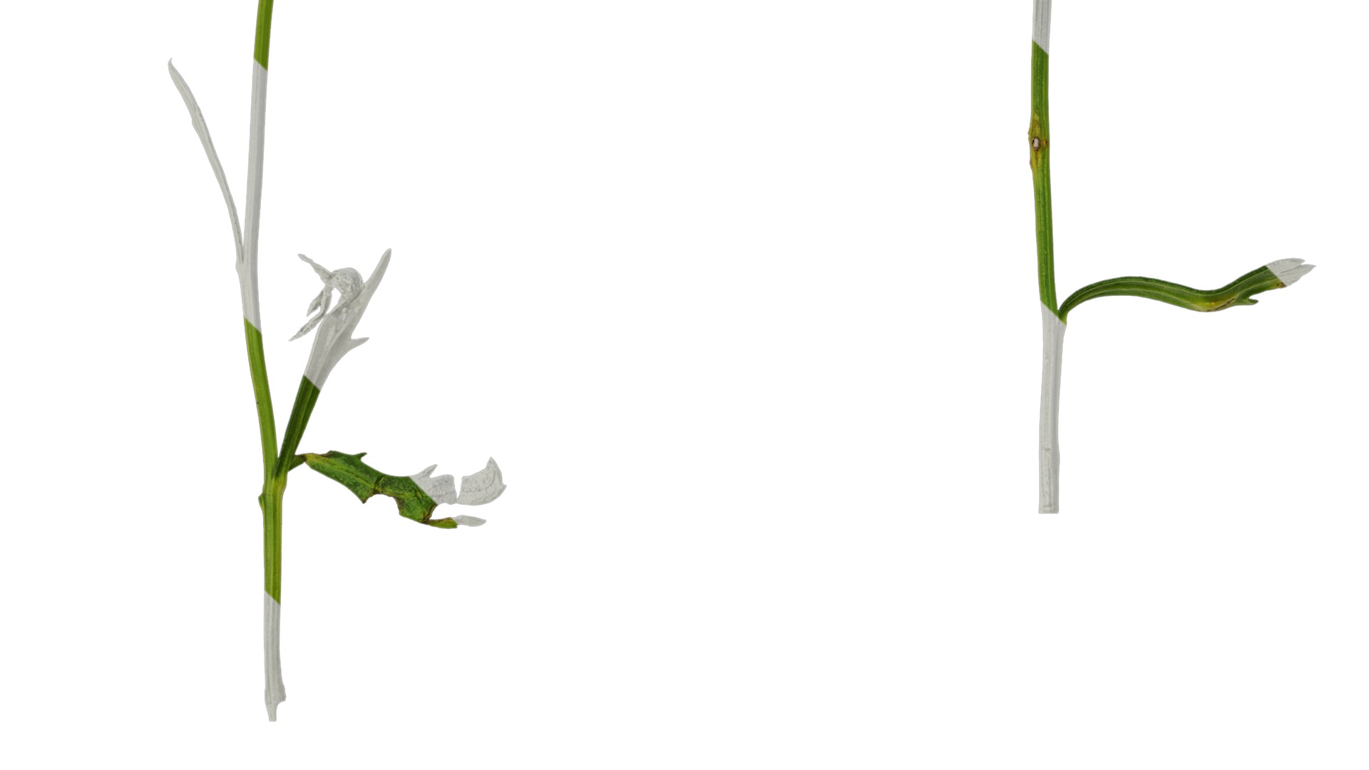 Anydrafts Argyranthemum frutescens Atlas 13 Texture_3