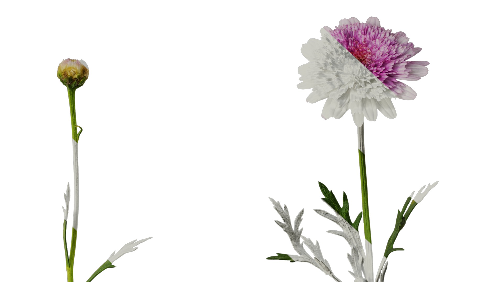 Anydrafts Argyranthemum frutescens Atlas 13 Texture_6