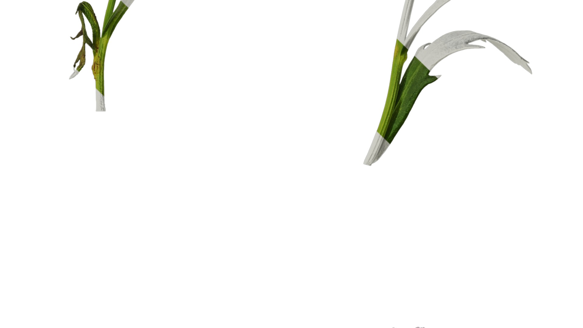 Anydrafts Argyranthemum frutescens Atlas 13 Texture_4