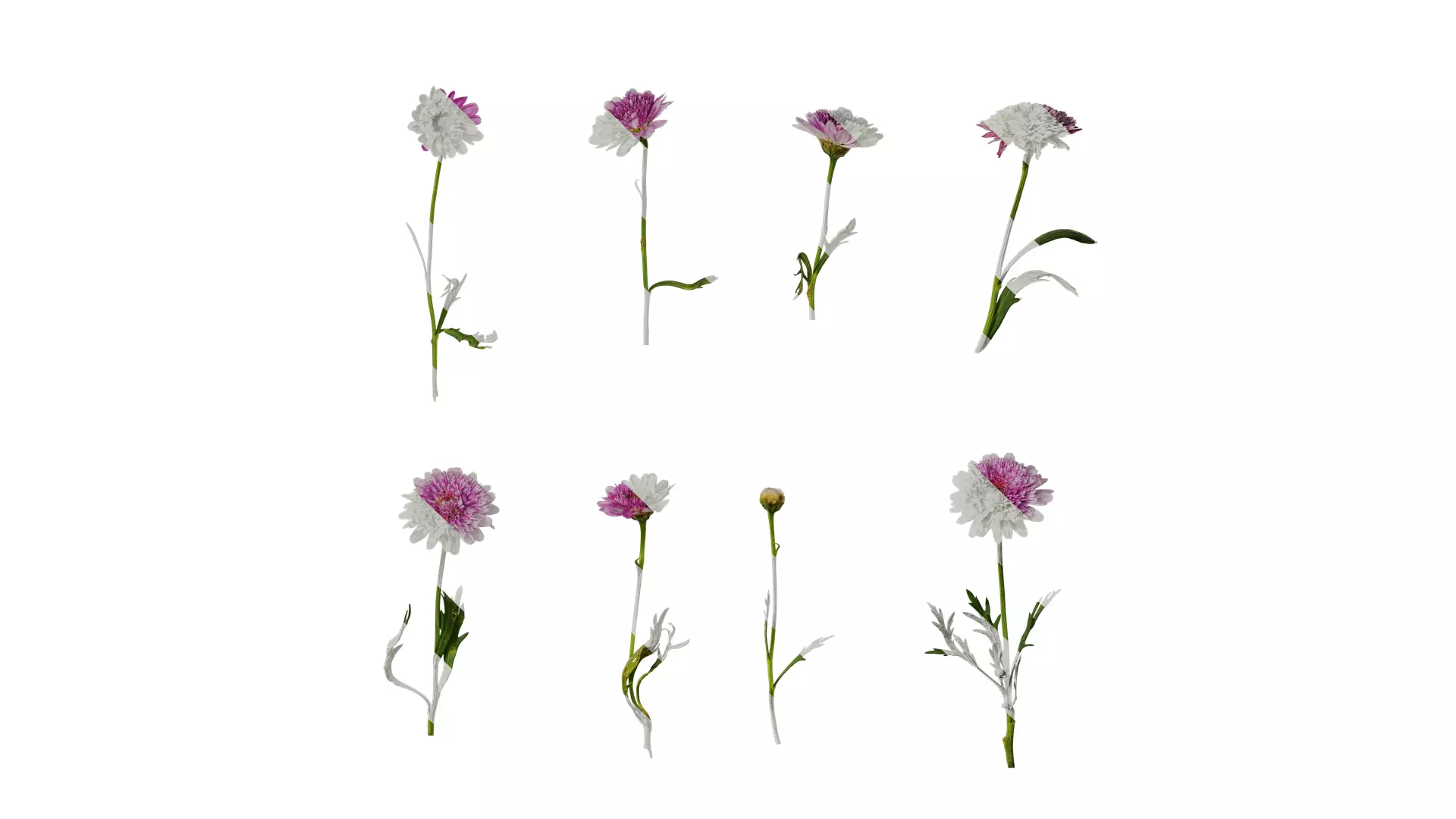 Anydrafts Argyranthemum frutescens Atlas 13 Texture_0