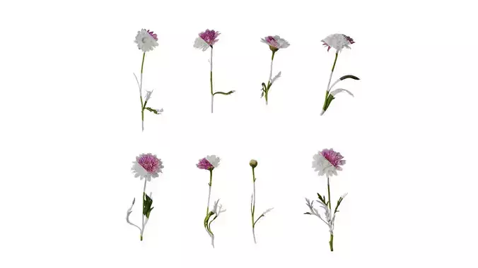 Anydrafts Argyranthemum frutescens Atlas 13