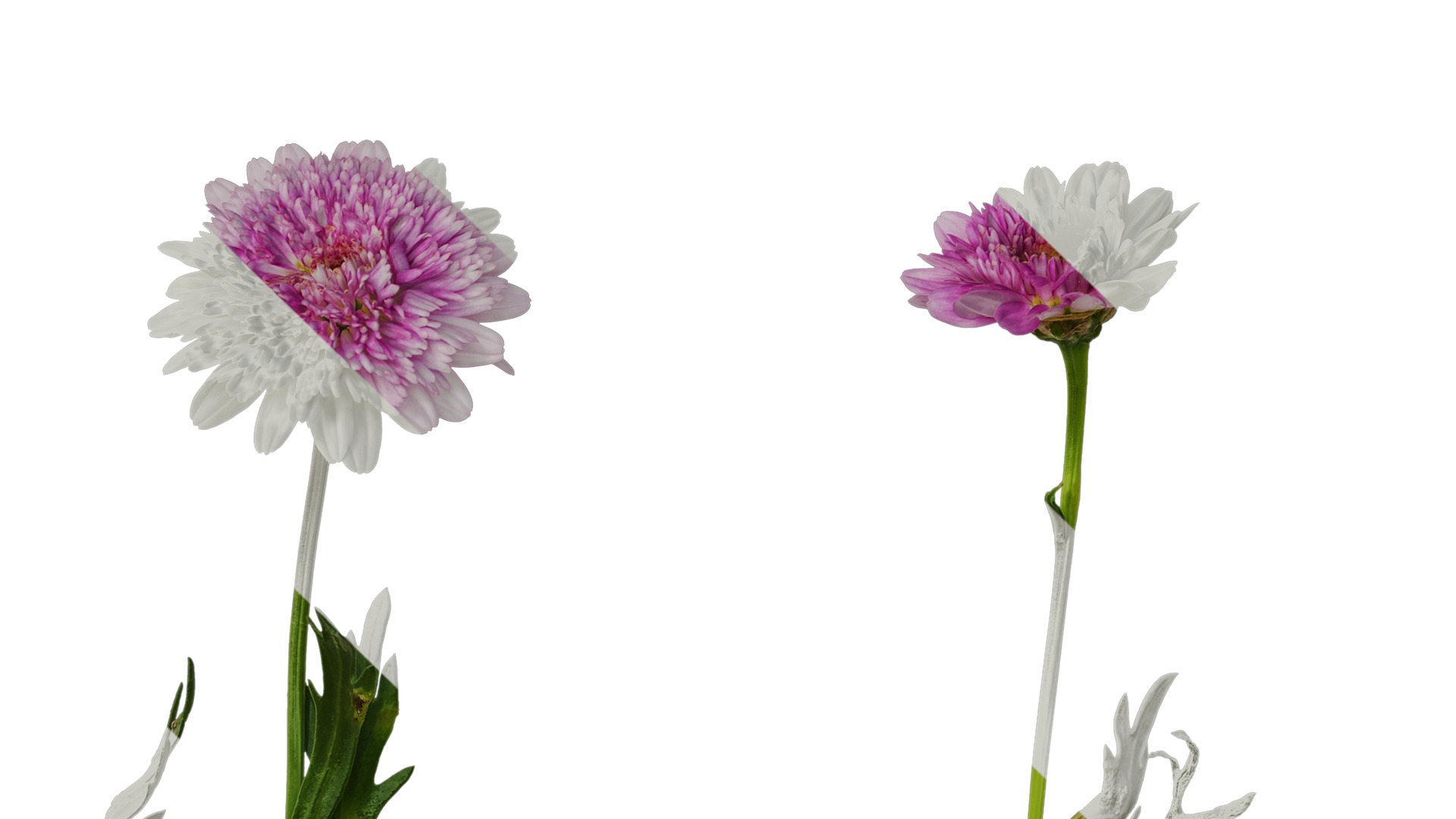 Anydrafts Argyranthemum frutescens Atlas 13 Texture_5