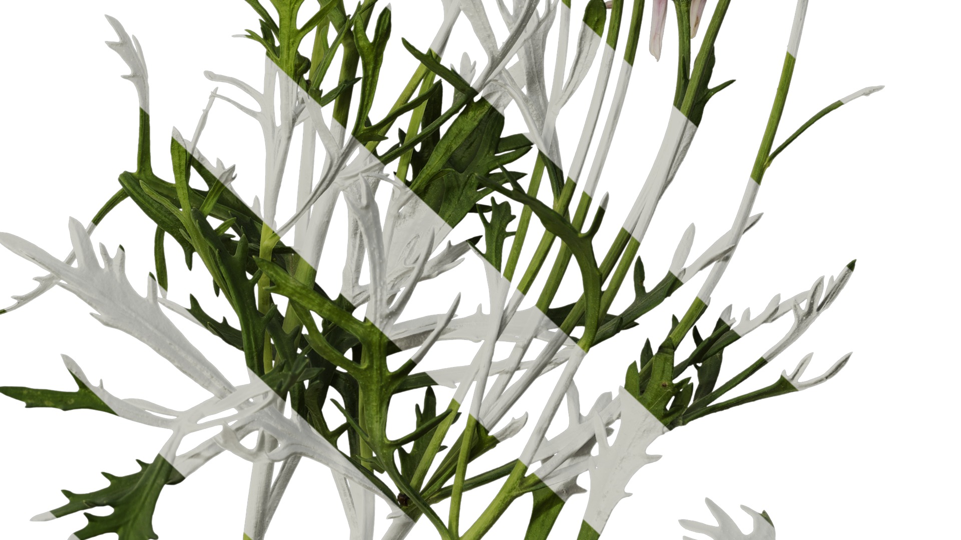 Anydrafts Argyranthemum frutescens Atlas 14 Texture_6