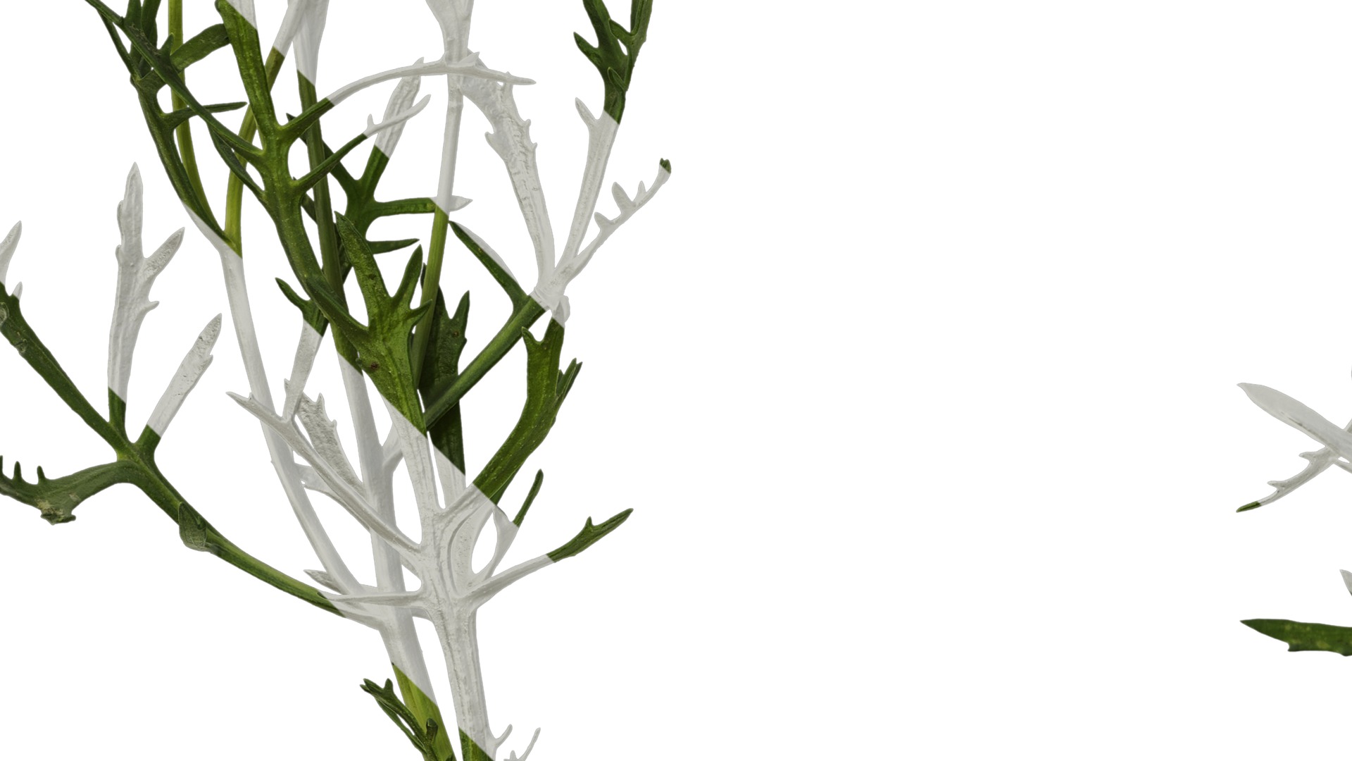 Anydrafts Argyranthemum frutescens Atlas 14 Texture_5