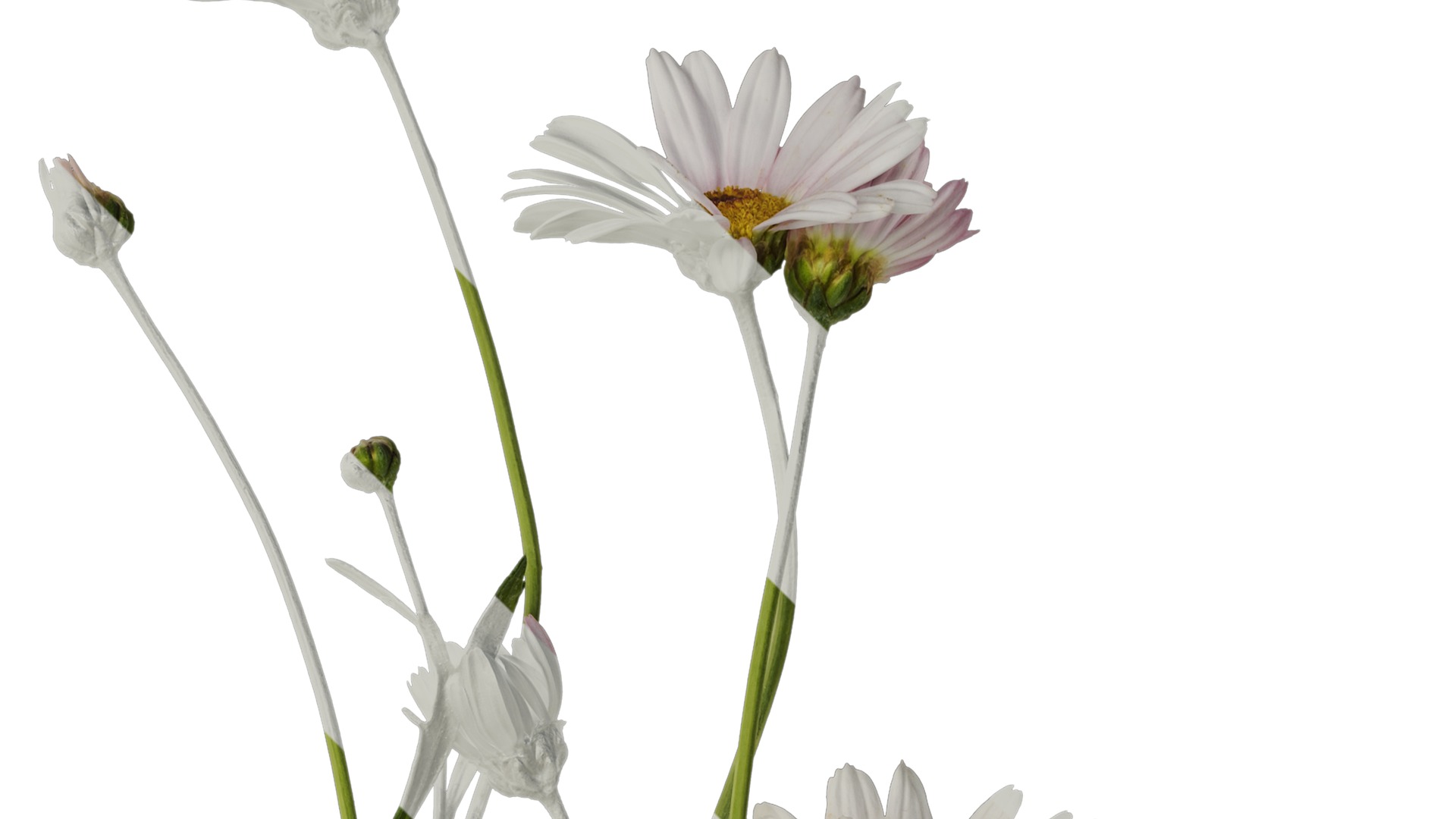Anydrafts Argyranthemum frutescens Atlas 14 Texture_2