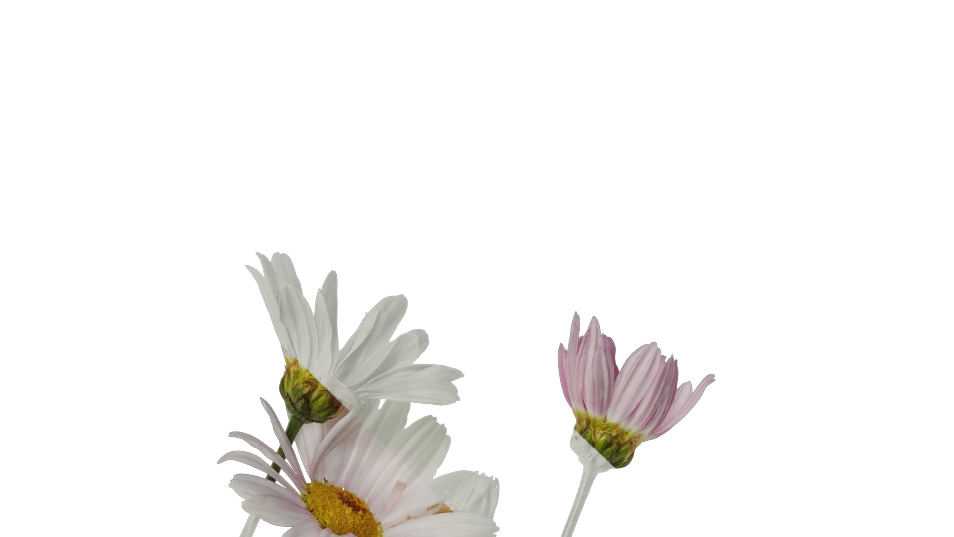 Anydrafts Argyranthemum frutescens Atlas 14 Texture_1