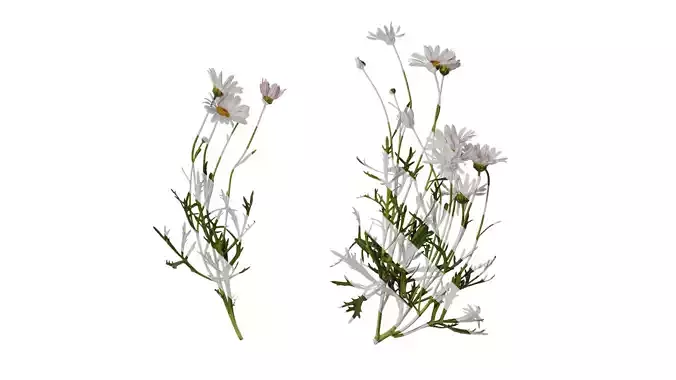 Anydrafts Argyranthemum frutescens Atlas 14