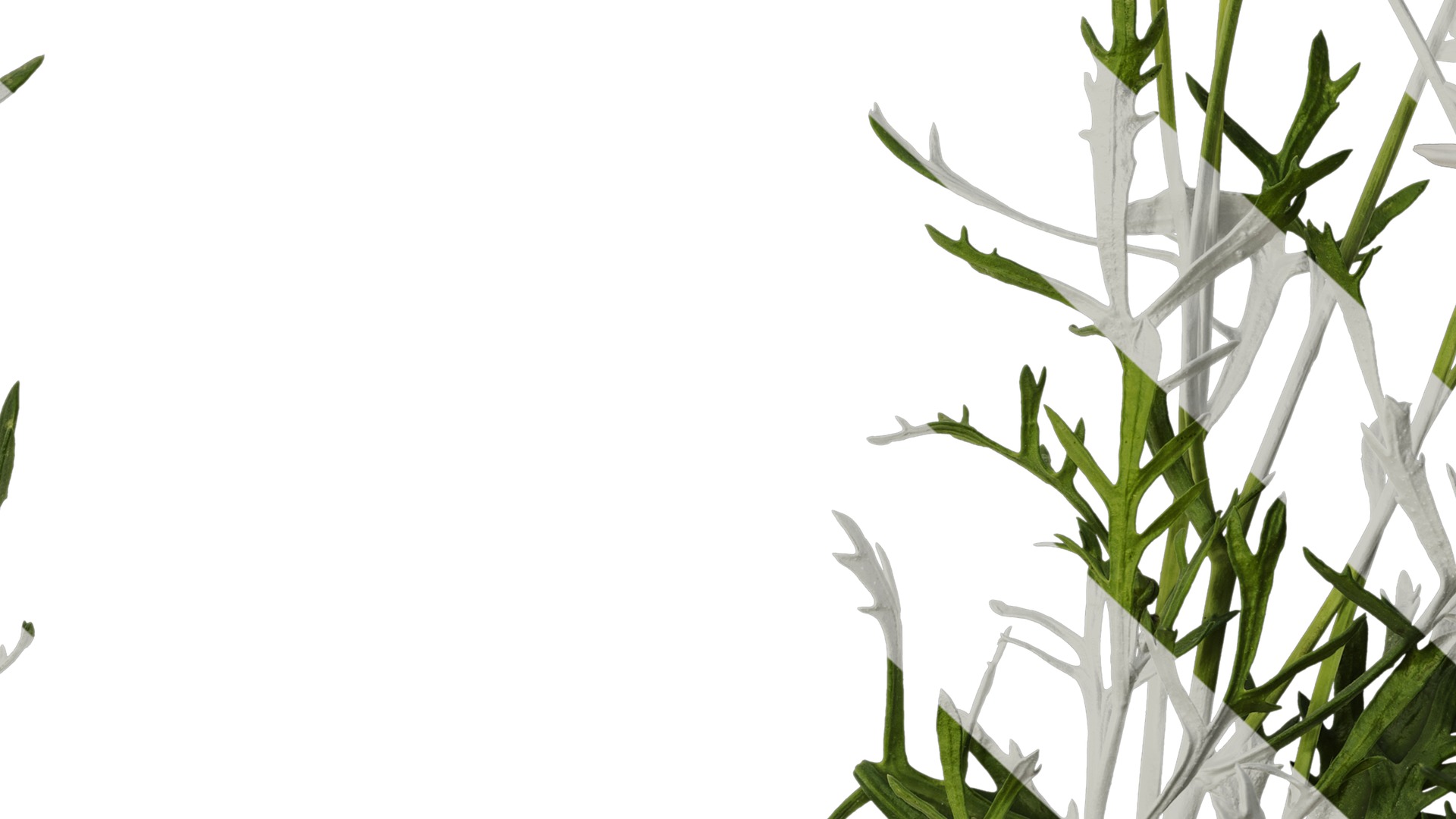 Anydrafts Argyranthemum frutescens Atlas 14 Texture_7