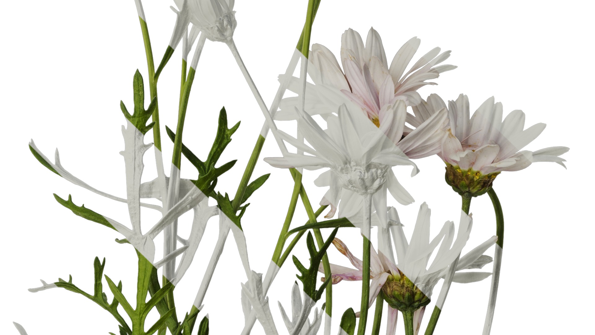 Anydrafts Argyranthemum frutescens Atlas 14 Texture_4