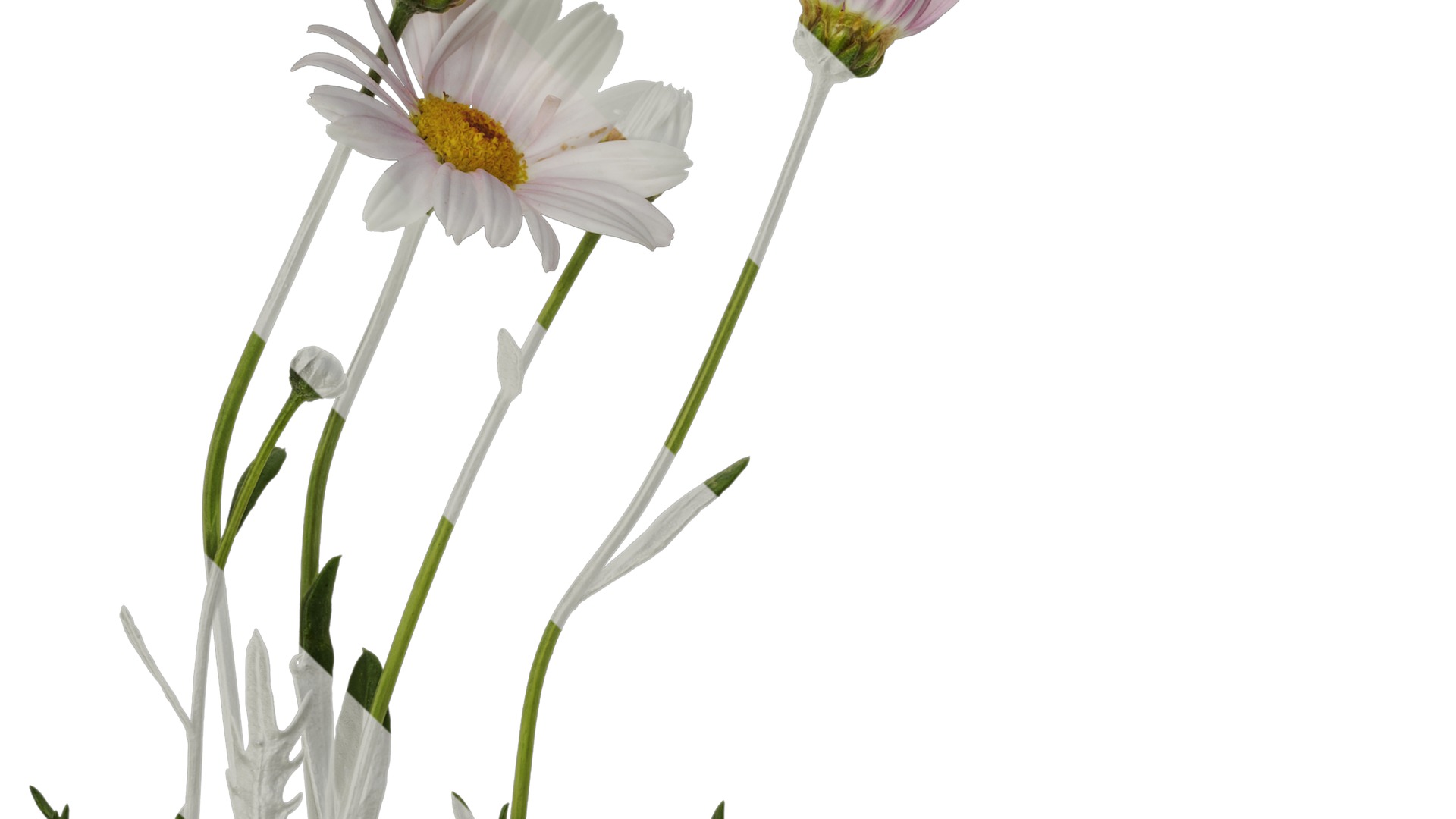 Anydrafts Argyranthemum frutescens Atlas 14 Texture_3