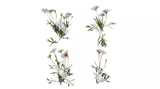 Anydrafts Argyranthemum frutescens Atlas 15