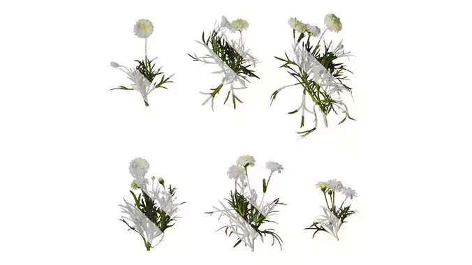 Anydrafts Argyranthemum frutescens Atlas 16