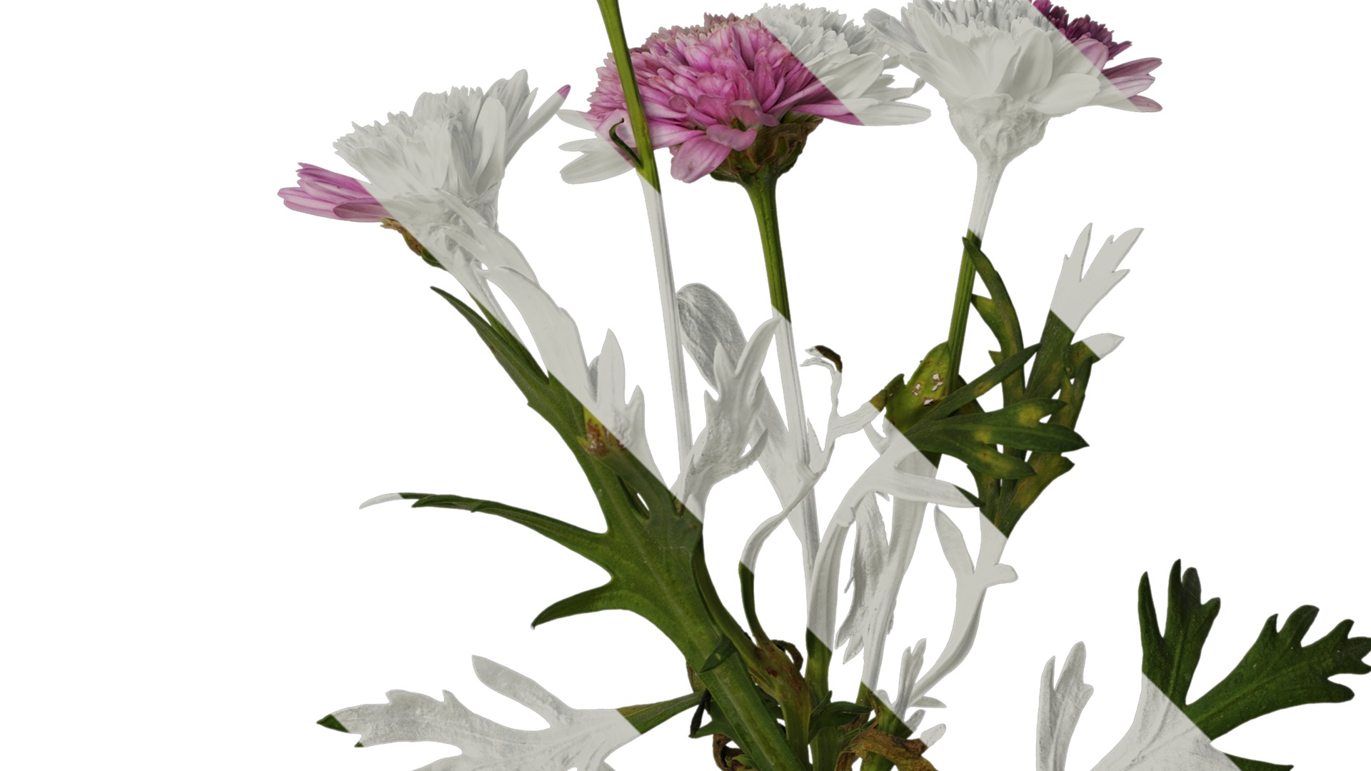 Anydrafts Argyranthemum frutescens Atlas 17 Texture_2