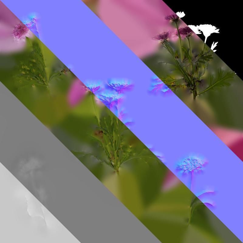 Anydrafts Argyranthemum frutescens Atlas 17 Texture_8